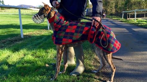 betbrowne|clonmel coursing.